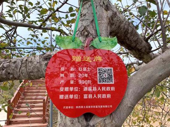 富县人民政府赠予遂溪县人民政府的苹果树