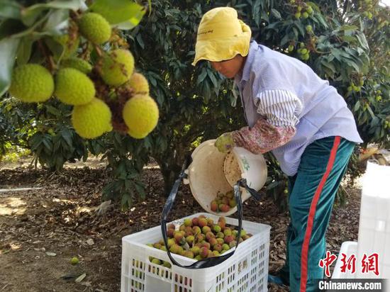工人们在果园采摘荔枝。 王晓斌 摄