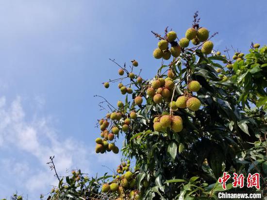 枝头的荔枝陆续成熟。 王晓斌 摄