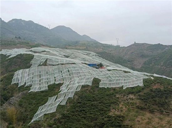 防雹网能有效防止蜂糖李被冰雹击落。 