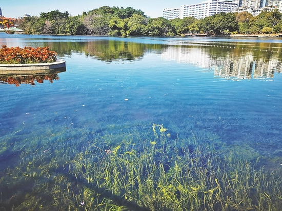 完成生态修复的流花湖