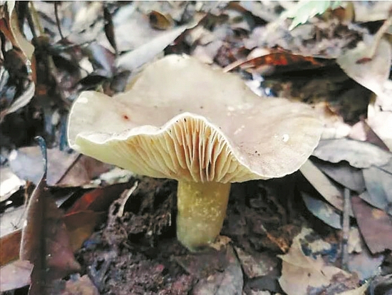 具有致命毒素的亚稀褶红菇 广东疾控供图
