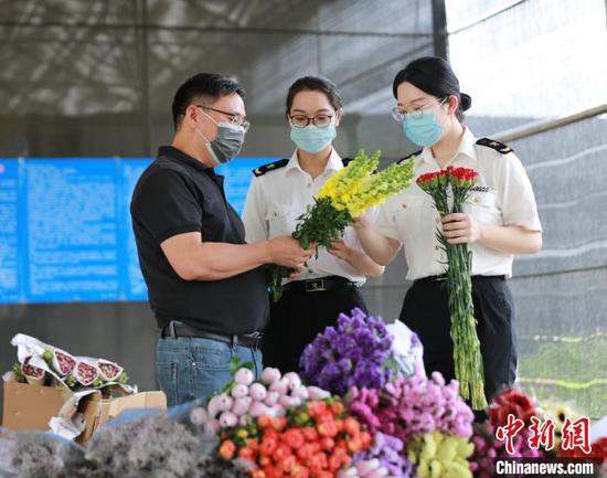 佛山海关驻顺德办事处关员对出口鲜切花进行查验 关悦摄