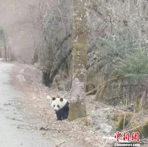憨态可掬的大熊猫。 游客提供