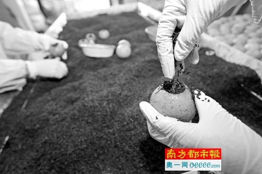 将普洱茶塞入柑橘中。