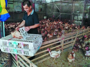 江门将建立健全病死畜禽无害化处理长效机制。（资料图片）