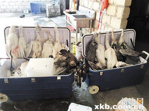 ■两个大箱子内摆放着被猎杀等待处理的猎物。 受访者供图