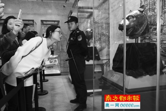 市民在展出的虎首前仔细观看。南都记者 邹卫 摄
