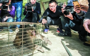 众人围观被诱捕到笼子里的“猴哥”。昨日下午,这只猴子已被接到广东省野生动植物保护办。信息时报记者 陆明杰 摄