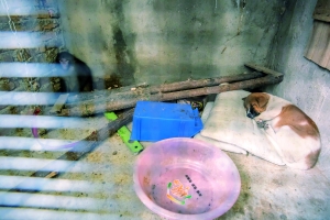 猴子回来找小狗玩耍时被困在了小屋里。