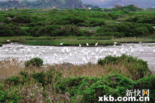 ■南沙湿地公园。新快报记者 祝贺/摄