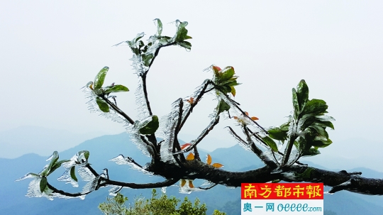 昨日,有着“佛山第一峰”的皂幕山山顶出现了雾凇和冰挂景观。通讯员 高轩 供图