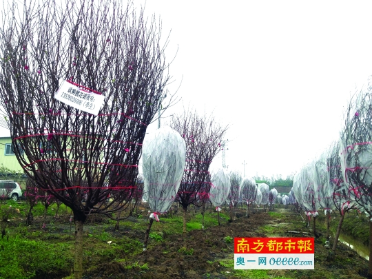 昨日下午，江门市江海区礼乐向东村桃花基地，桃树“穿上”薄膜防寒，多没开花。