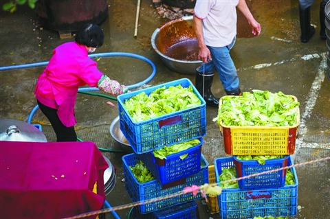 工作人员正在清洗生菜。 　　/佛山日报见习记者王澍摄