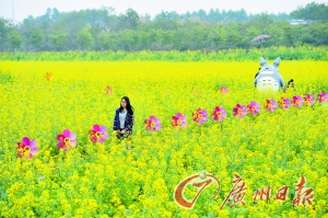 徜徉油菜花海,感受春天的气息。