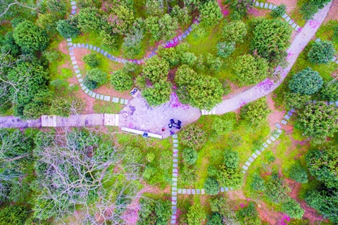 佛山植物园“茶花世界”的花开景象受到市民追捧。 　　/佛山日报见习记者王澍摄