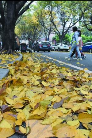 广州别样春天:遍地黄叶引市民拍照玩耍(图)