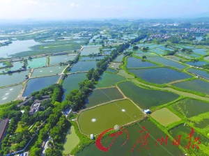 江门将对主体功能区进行规划建设，图为鹤山的古劳水乡。广州日报记者张宇杰摄