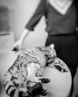 在宠物医院,王小姐的爱猫被医生诊断已死亡。信息时报记者 陈子垤 摄