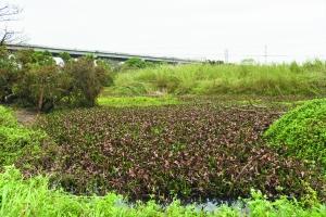 规划建设中的贝岗湿地公园,原来是一片水塘,现在长满水浮莲。