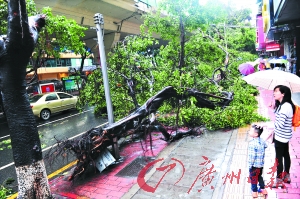 昨晨7时许，人民中路西门口公交车站附近，有多棵大树倒下，交通受阻。广州日报记者乔军伟 摄影报道