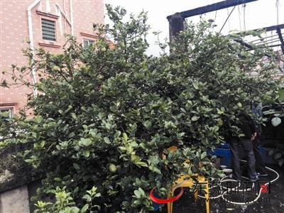 强叔说,这3棵柠檬树已经种了16年了。(记者 陈栋 摄)