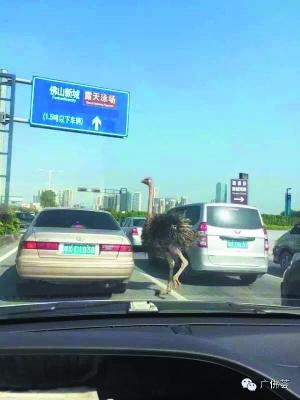 图为其中一只鸵鸟不断在车流里穿插,有司机拍下这一搞笑场面。网络图片
