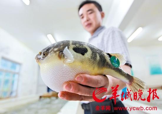 河豚(资料图片)东方IC发