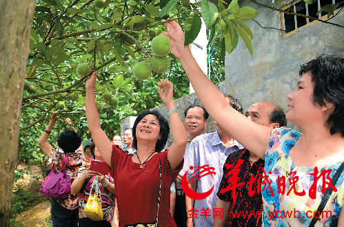 文化节期间,市民参观化橘红种植基地