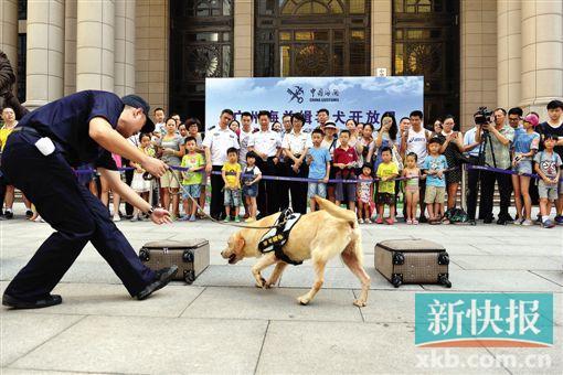 广州海关缉毒神犬 两秒钟就能嗅出“毒贩”
