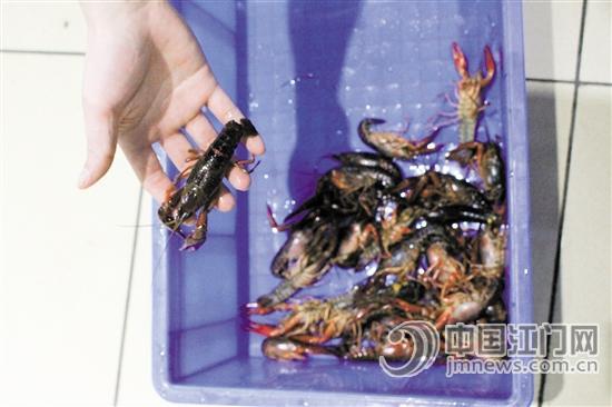 用清水冲洗，再用刷子刷，是洗小龙虾的正确方法。