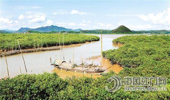 美丽的镇海湾红树林。谭锦波 摄