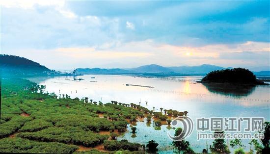广东镇海湾红树林湿地公园将被打造为珠三角最大的红树林湿地公园。 郑欣桓 摄