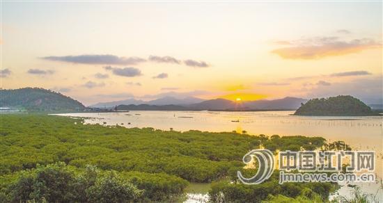 镇海湾红树林湿地公园