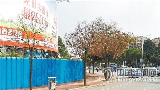 白石大道与丰乐路交汇处分流岛,工人文化宫对面,多棵绿化树被喷药致死。