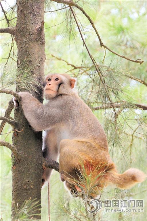 上川岛是广东省最大的猴岛，区内有猕猴2000多只。