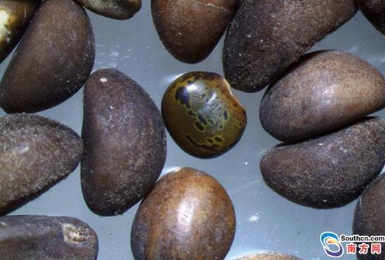 东莞截获全国首例山珠豆 小小种子危害整个农林业