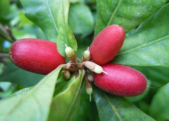 全球最重口味的8大零食 挑战味蕾的极限_湛江