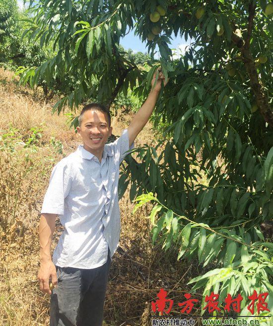 电商助力畅销市场 连平鹰嘴蜜桃热卖_湛江频道