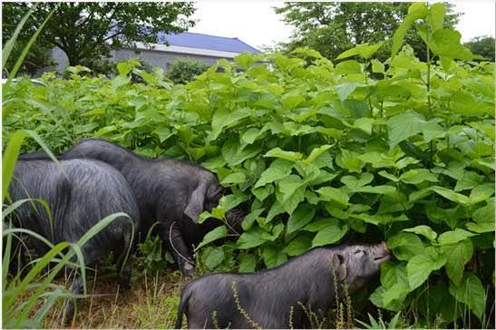 攸水桑草香猪携手CNICG正式推动农产品行业溯源应用2