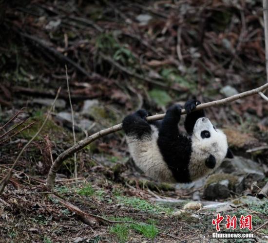 中国大熊猫野化训练。 钟欣 摄