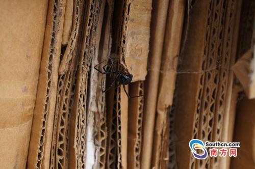 广东截获高危剧毒生物 废纸中藏美国北黑寡妇