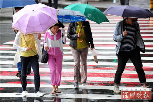 ▲梅林街头，市民打伞冒雨前行。深圳晚报记者 陆颖 摄