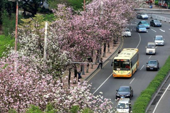 羊城春天将成紫荆花海 广州拟投6千万采购苗木