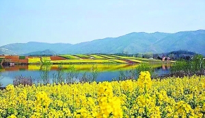 陕西汉中油菜花