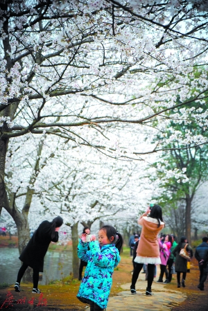 贵阳市河滨公园樱花
