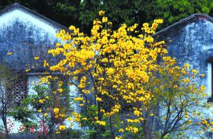 盛开的黄花风铃木。