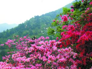 武汉云雾山 青山幽谷飘“彩带”