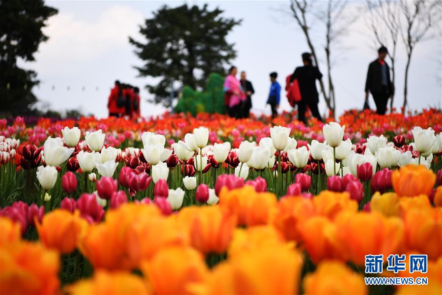 3月16日，游客在重庆市长寿湖景区观赏盛开的郁金香。