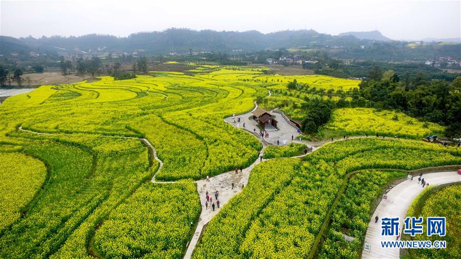 这是3月16日在重庆长寿区邻封镇拍摄的油菜花海。